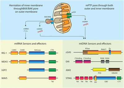 Role of Mitochondrial Nucleic Acid Sensing Pathways in Health and Patho-Physiology